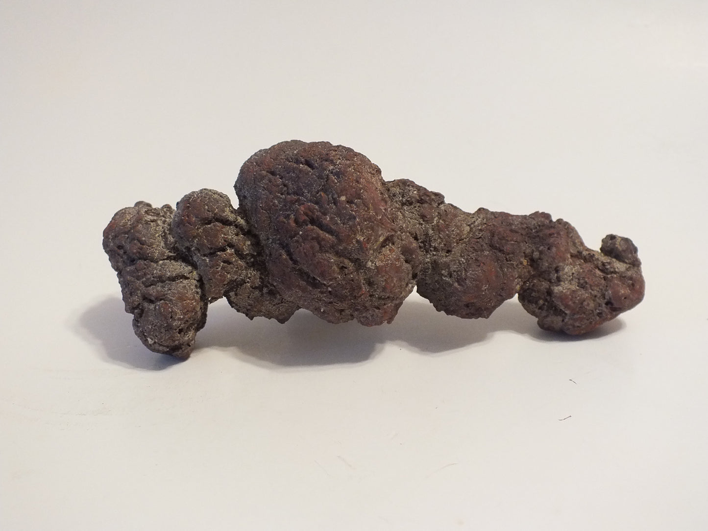 292g Coprolite (Madagascar)