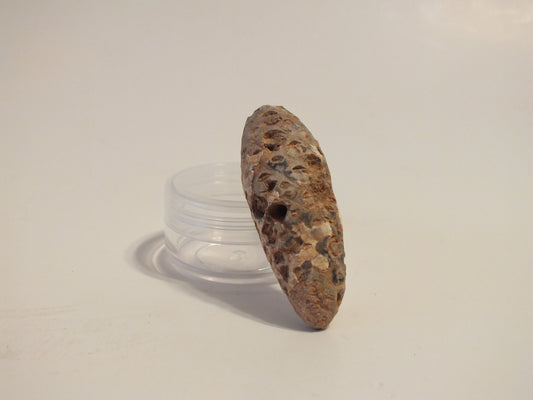 2.08" Fossil Pine Cone (Morocco)