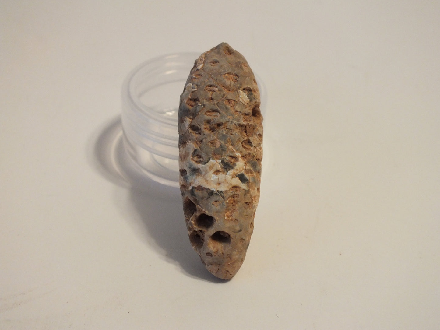2.08" Fossil Pine Cone (Morocco)