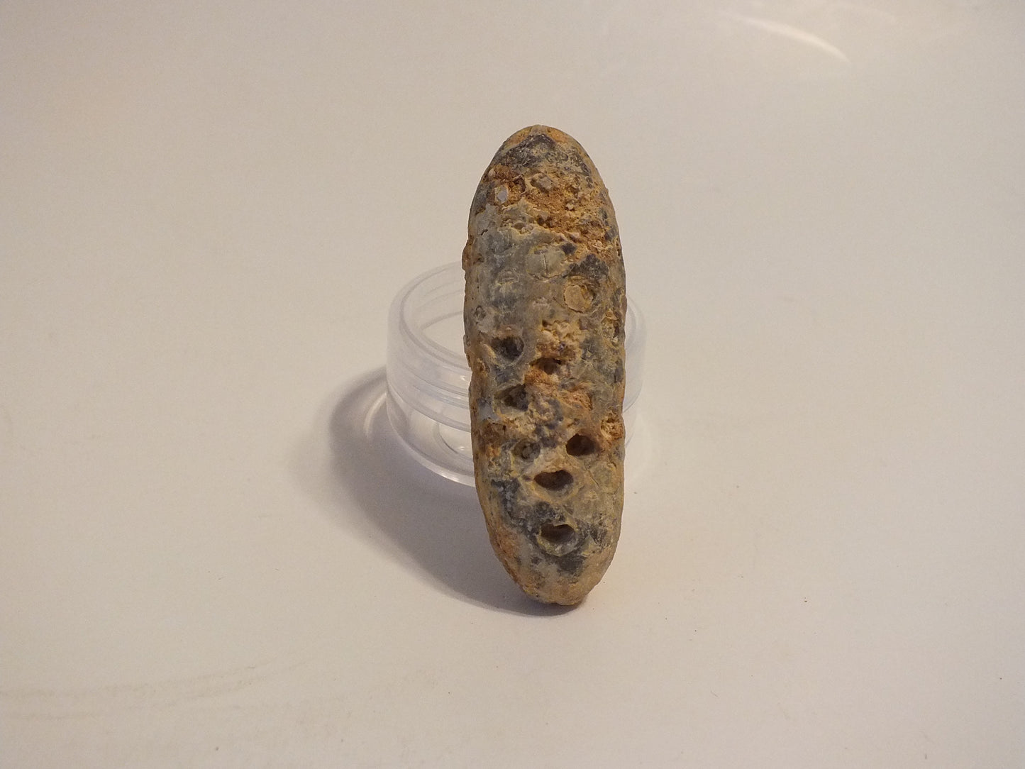 2.45" Fossil Pine Cone (Morocco)
