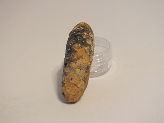 2.45" Fossil Pine Cone (Morocco)