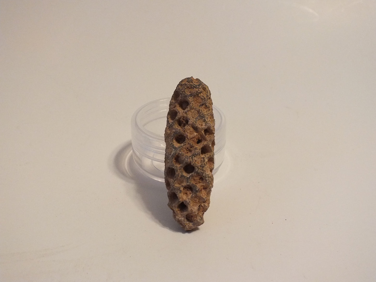 2.17" Fossil Pine Cone (Morocco)