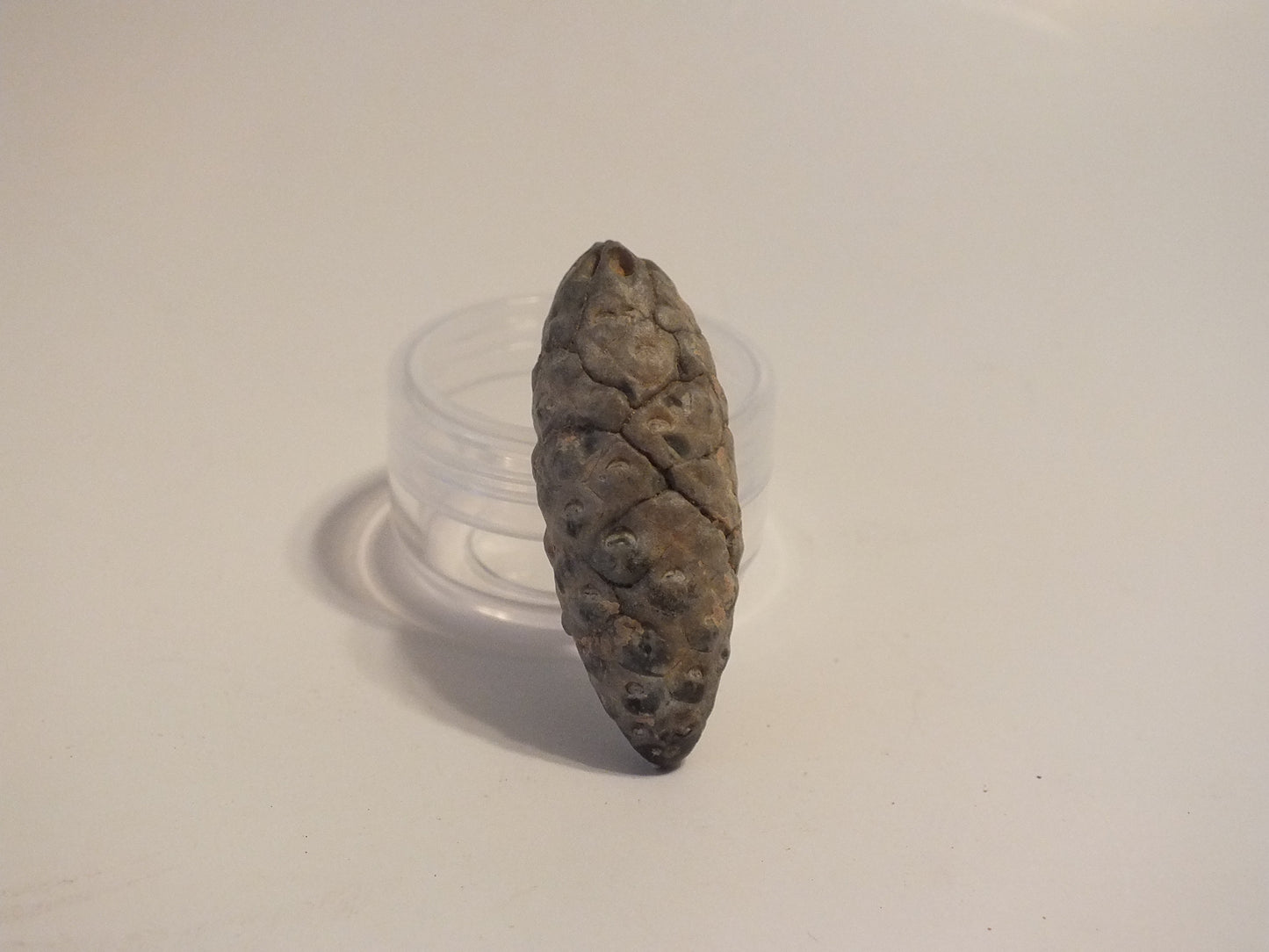 1.71" Fossil Pine Cone (Morocco)