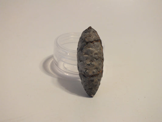 1.71" Fossil Pine Cone (Morocco)