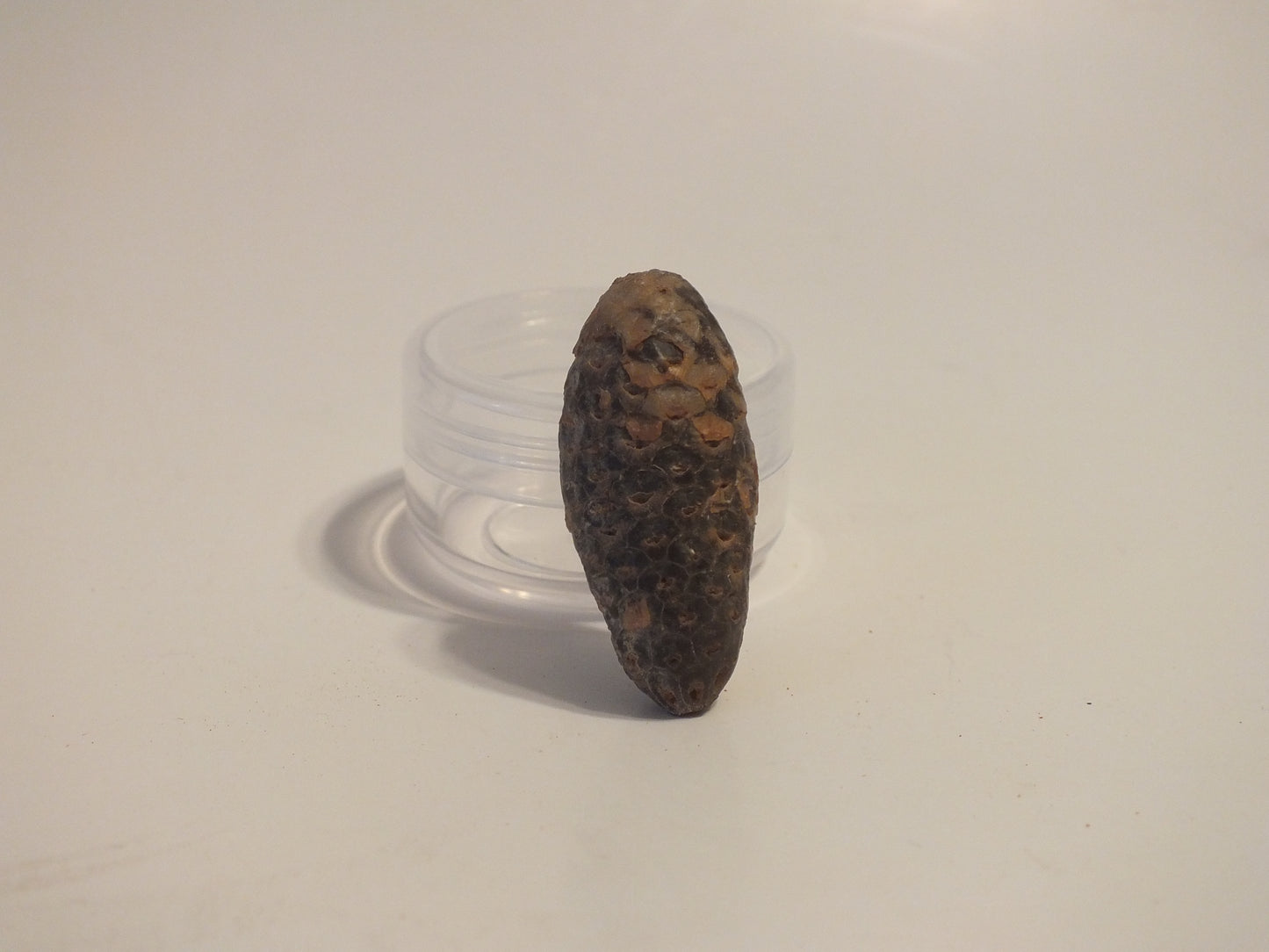 1.41" Fossil Pine Cone (Morocco)