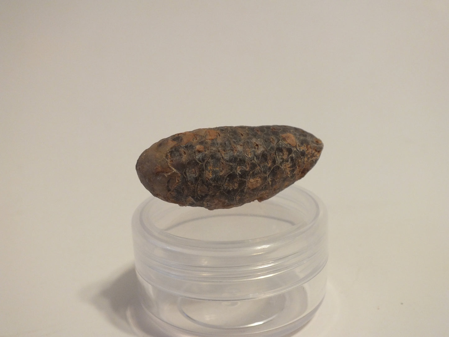 1.41" Fossil Pine Cone (Morocco)