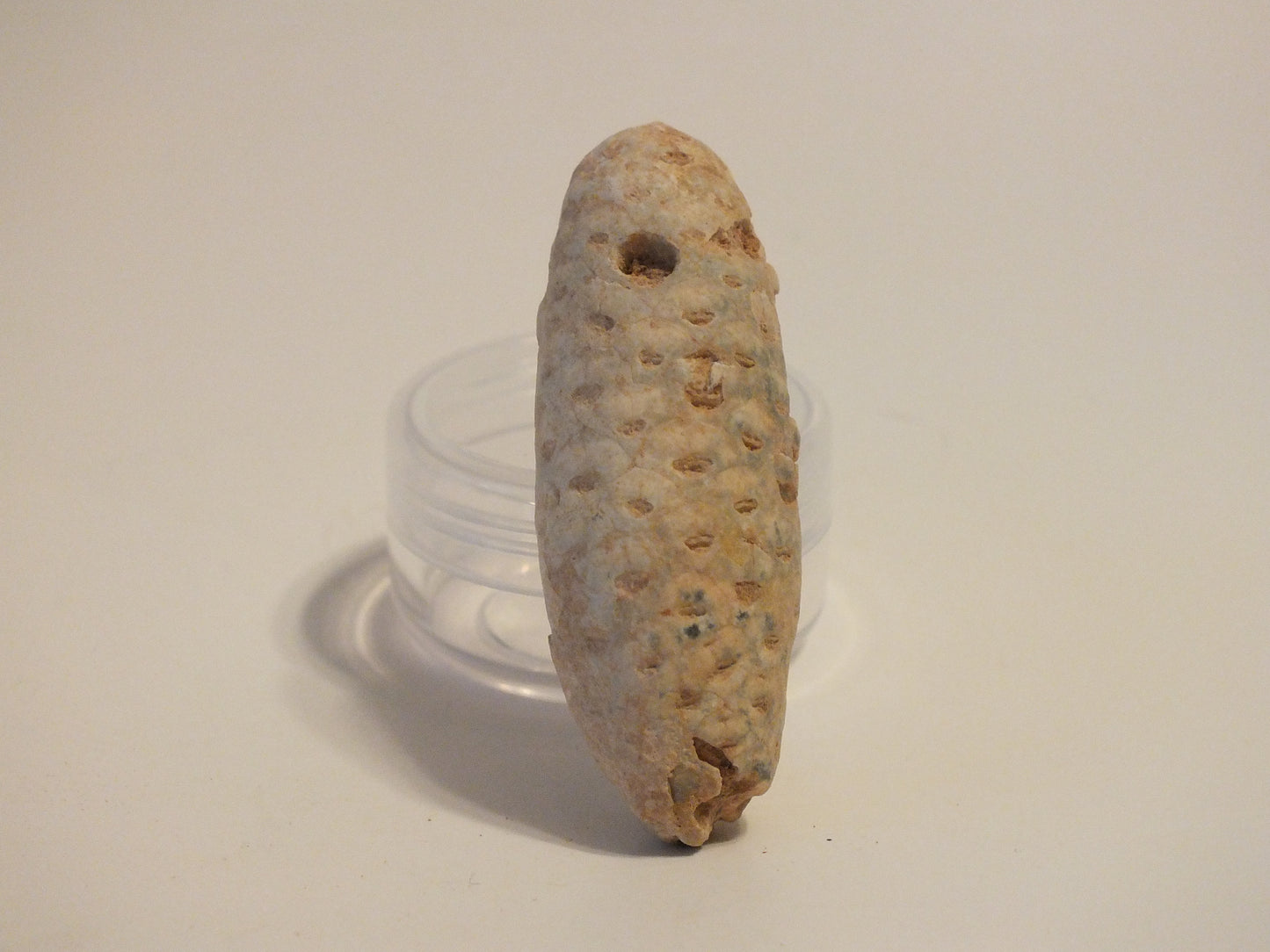 2.24" Fossil Pine Cone (Morocco)