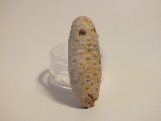 2.24" Fossil Pine Cone (Morocco)