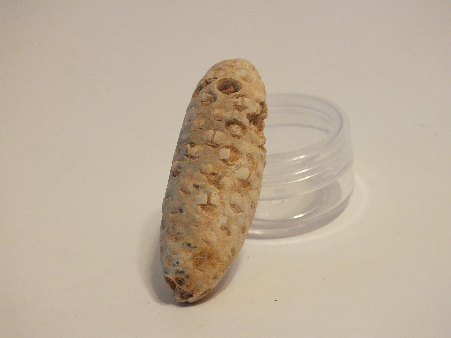 2.24" Fossil Pine Cone (Morocco)