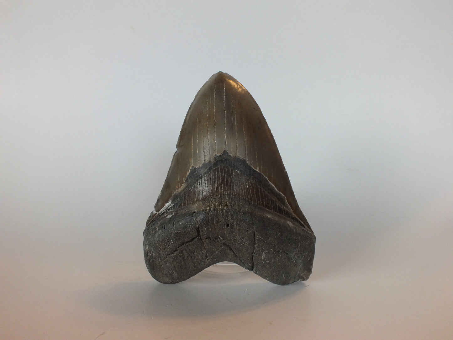 5.45" Megalodon Tooth