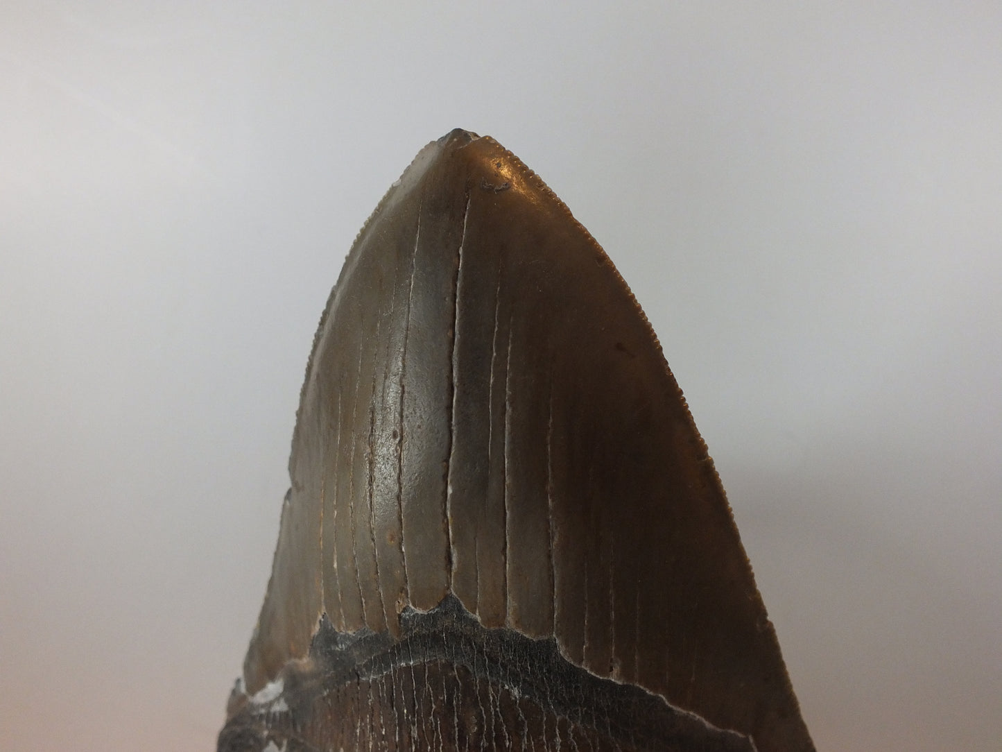 5.45" Megalodon Tooth
