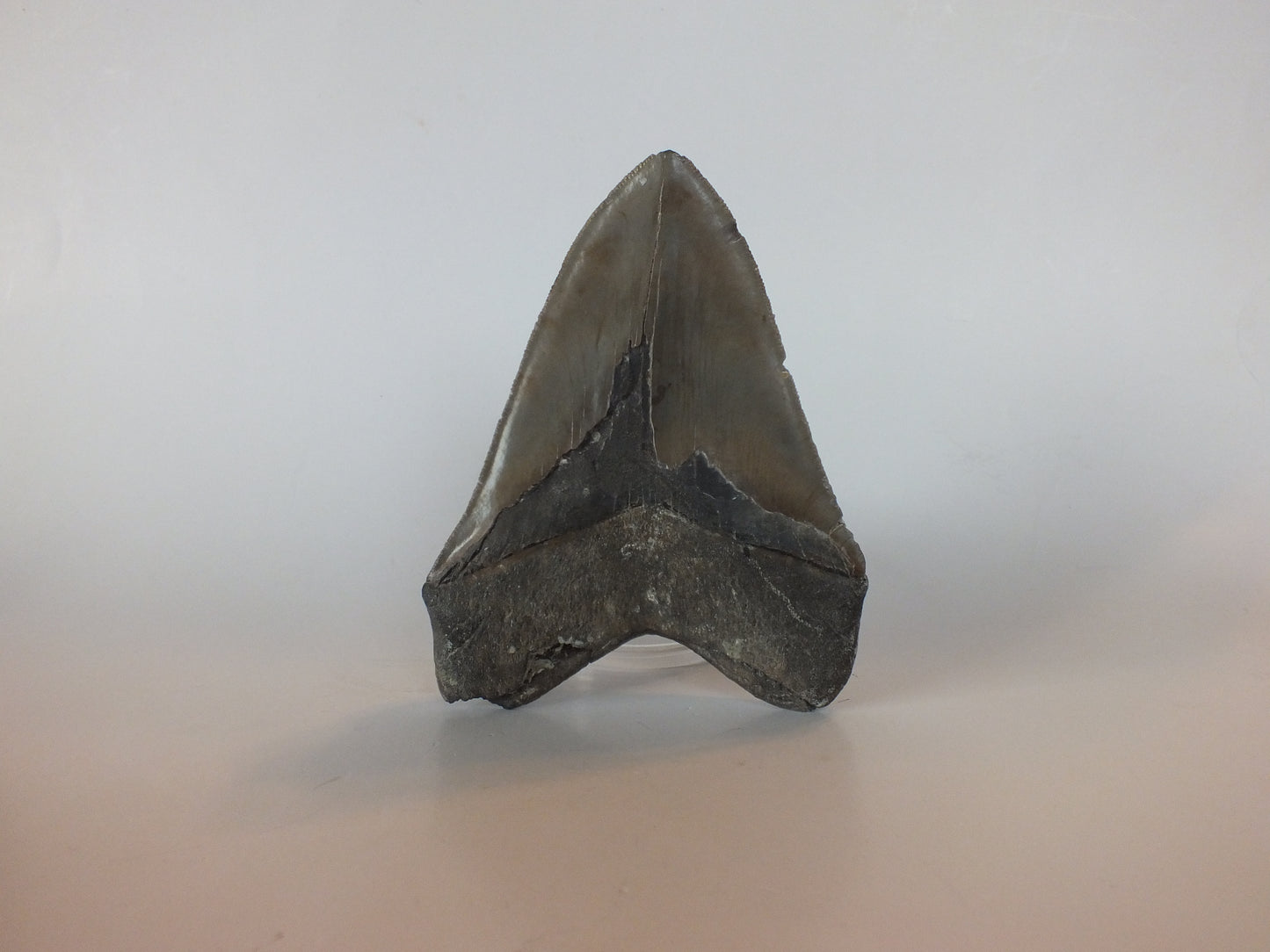 5.45" Megalodon Tooth