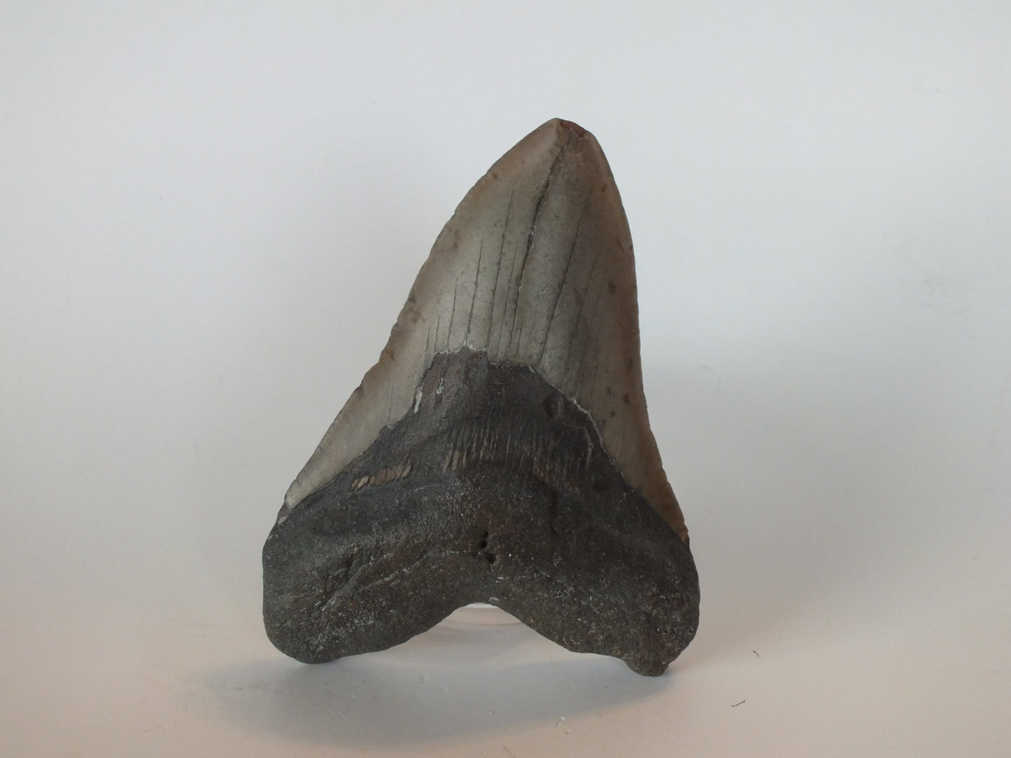 5.23" Megalodon Tooth