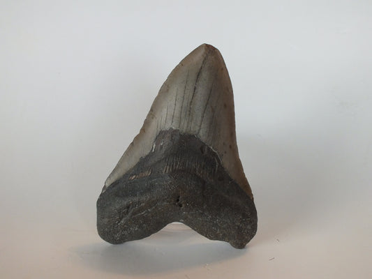 5.23" Megalodon Tooth