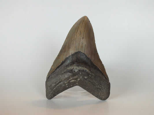 5.02" Megalodon Tooth