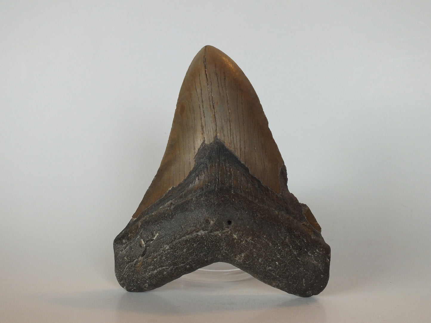 5.06" Megalodon Tooth