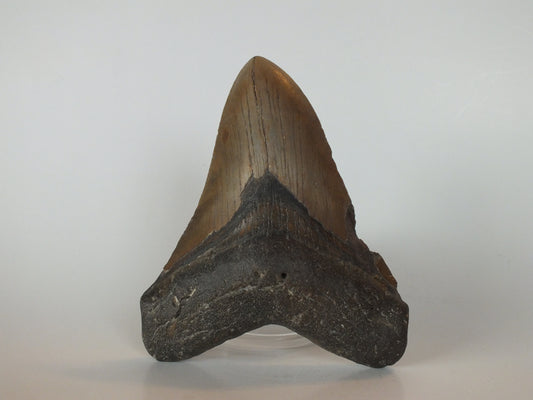 5.06" Megalodon Tooth