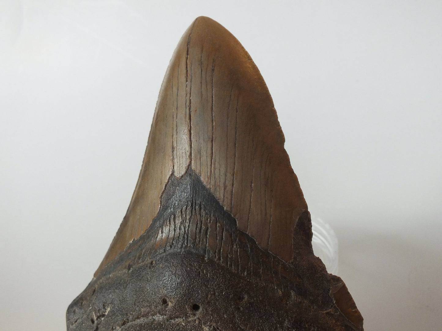 5.06" Megalodon Tooth