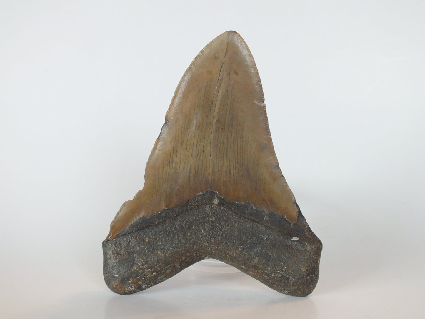 5.06" Megalodon Tooth