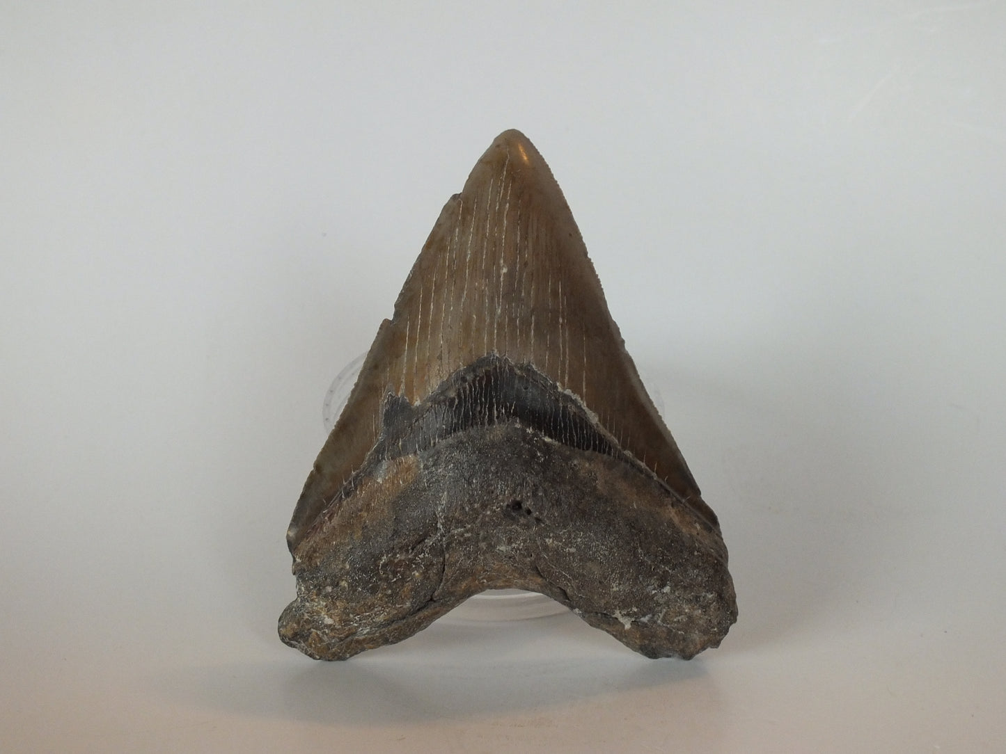 4.23" Megalodon Tooth