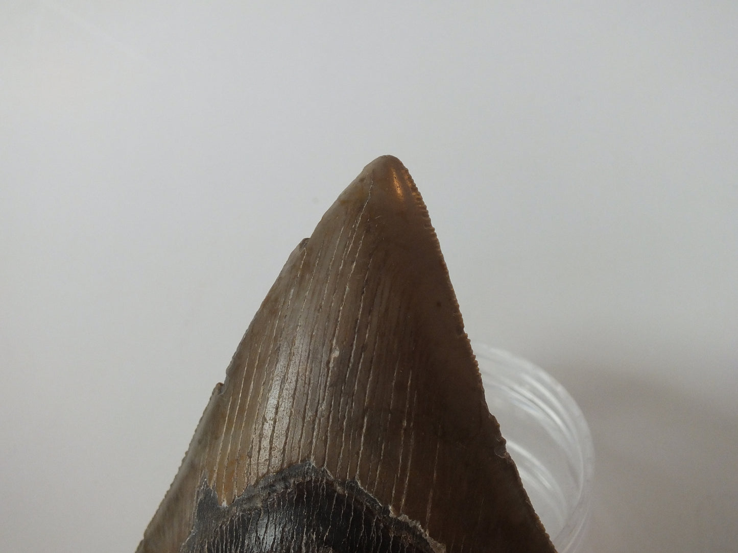 4.23" Megalodon Tooth