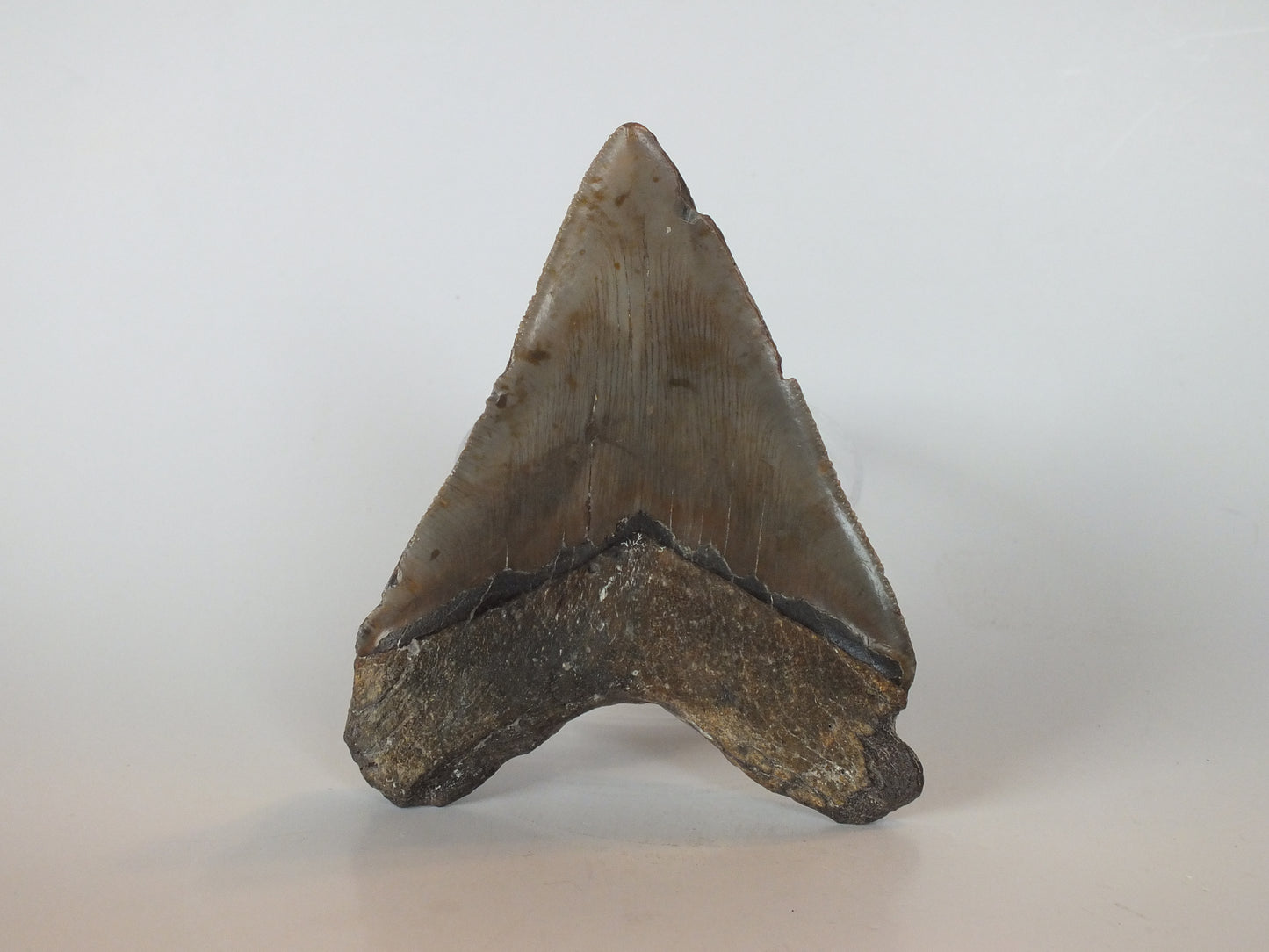 4.23" Megalodon Tooth