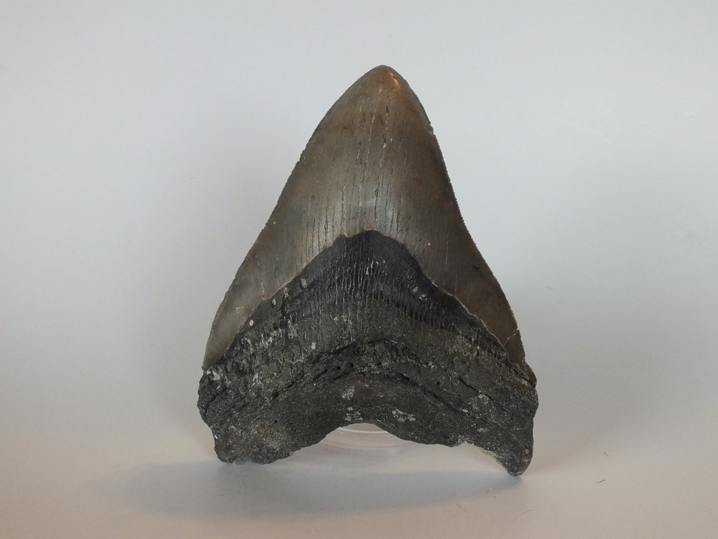 5.61" Megalodon Tooth