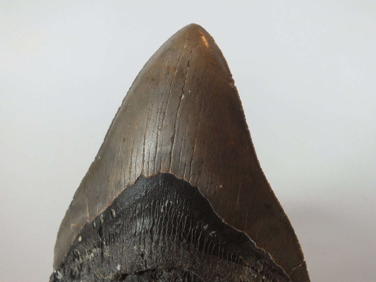 5.61" Megalodon Tooth