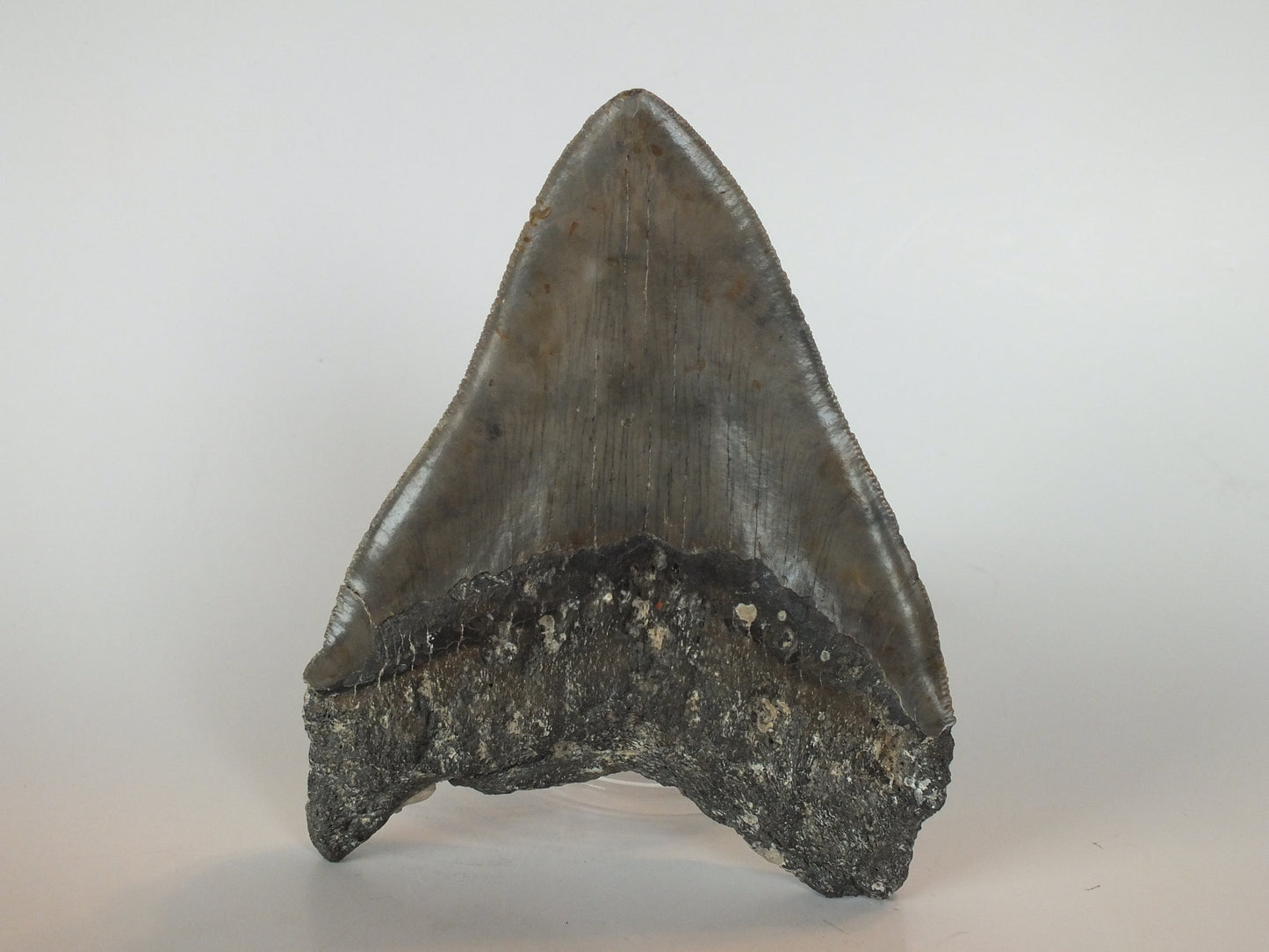 5.61" Megalodon Tooth