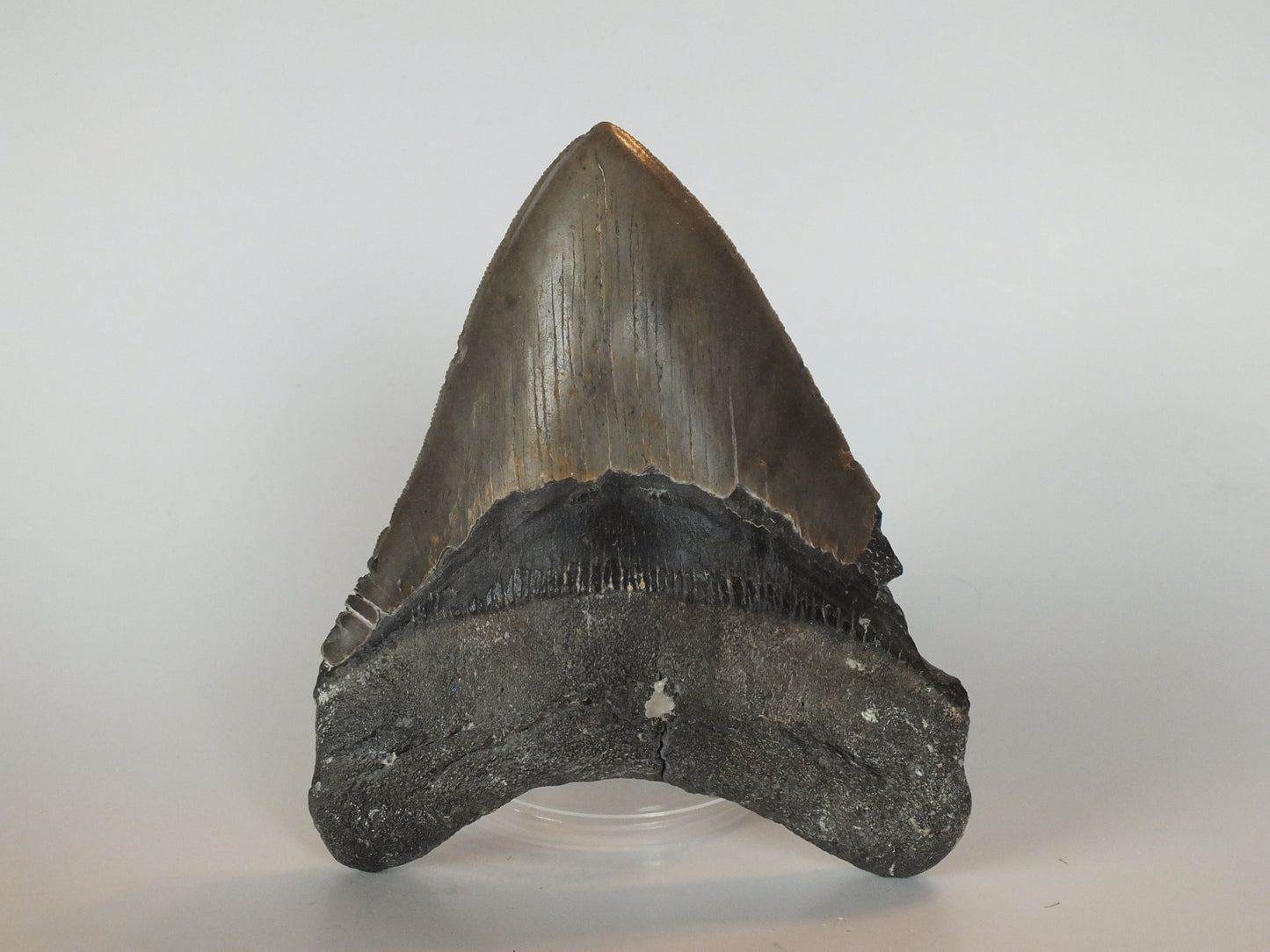 5.67" Megalodon tooth