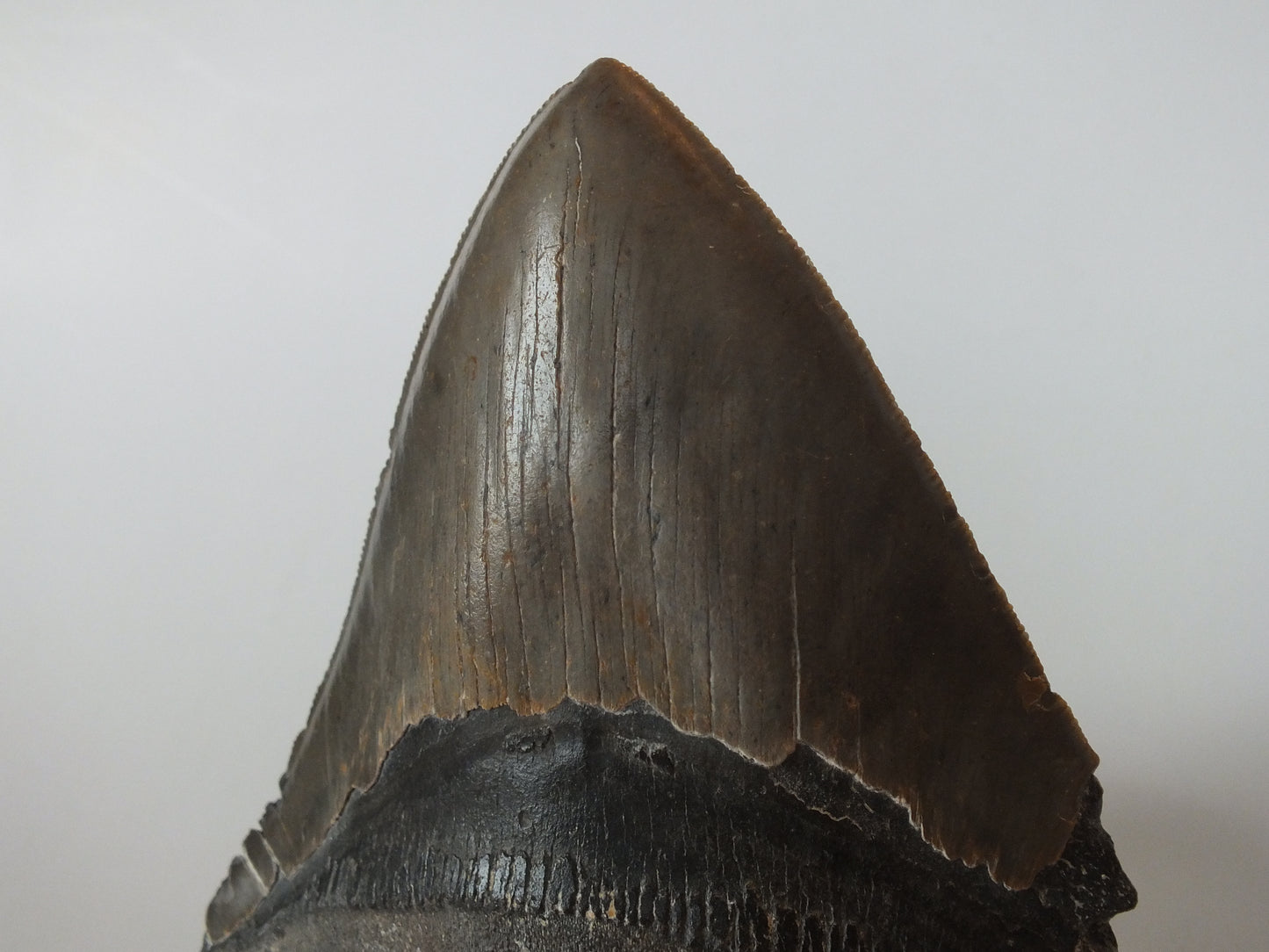 5.67" Megalodon tooth
