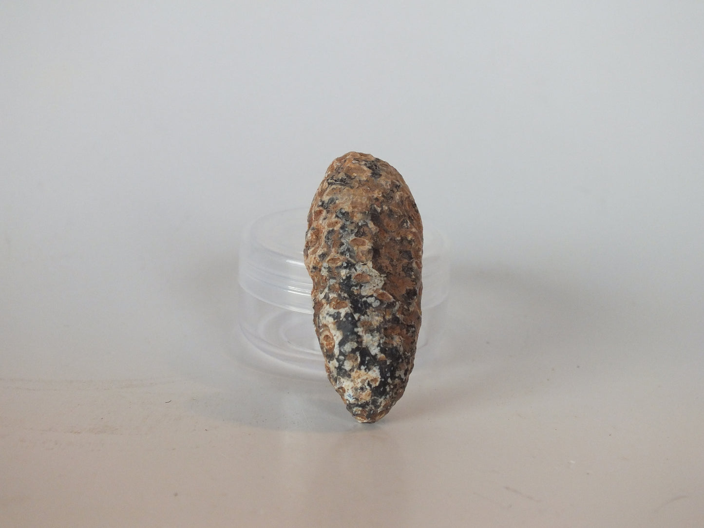 1.77" Fossil Pine Cone (Morocco)