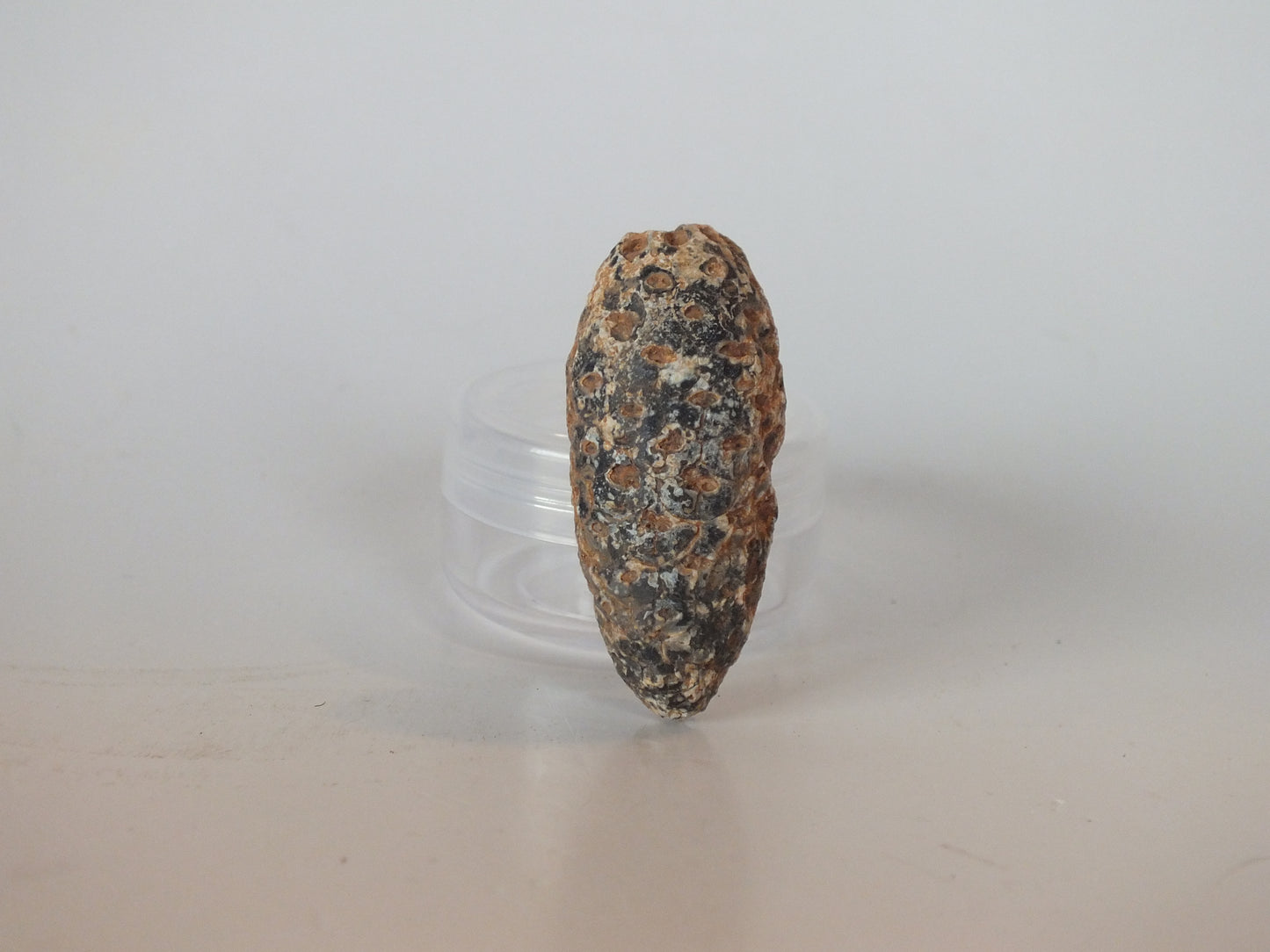 1.77" Fossil Pine Cone (Morocco)