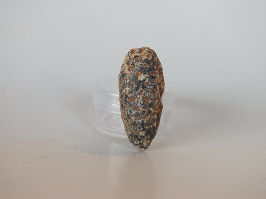 1.77" Fossil Pine Cone (Morocco)