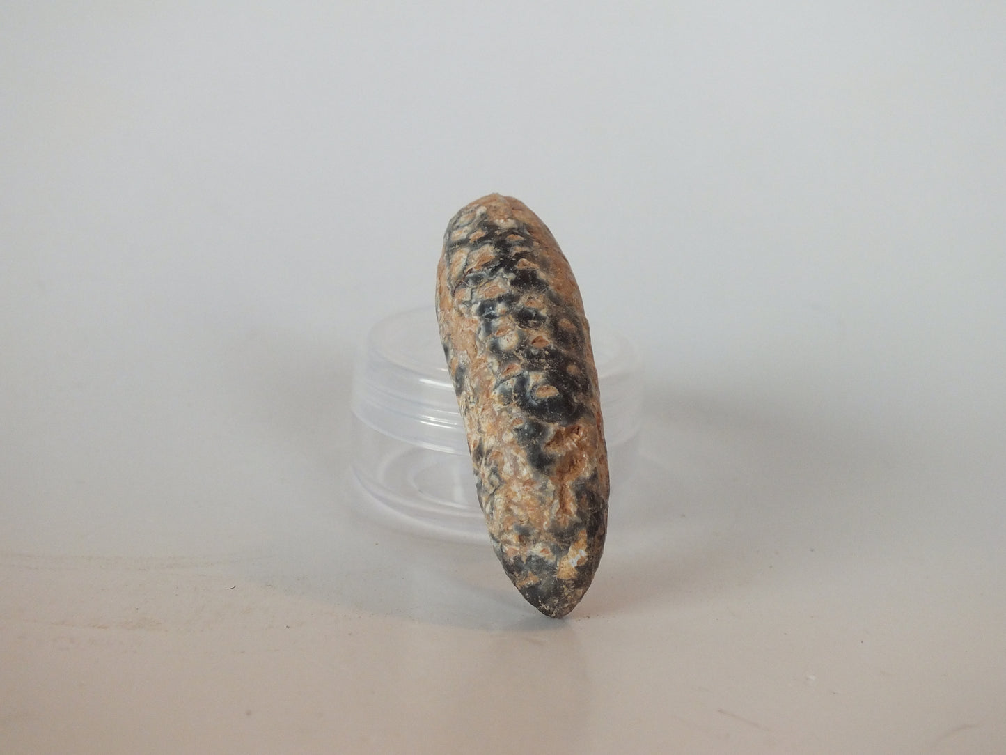 2.16" Fossil Pine Cone (Morocco)