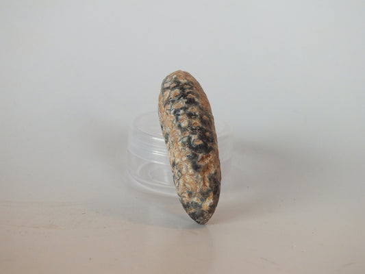 2.16" Fossil Pine Cone (Morocco)