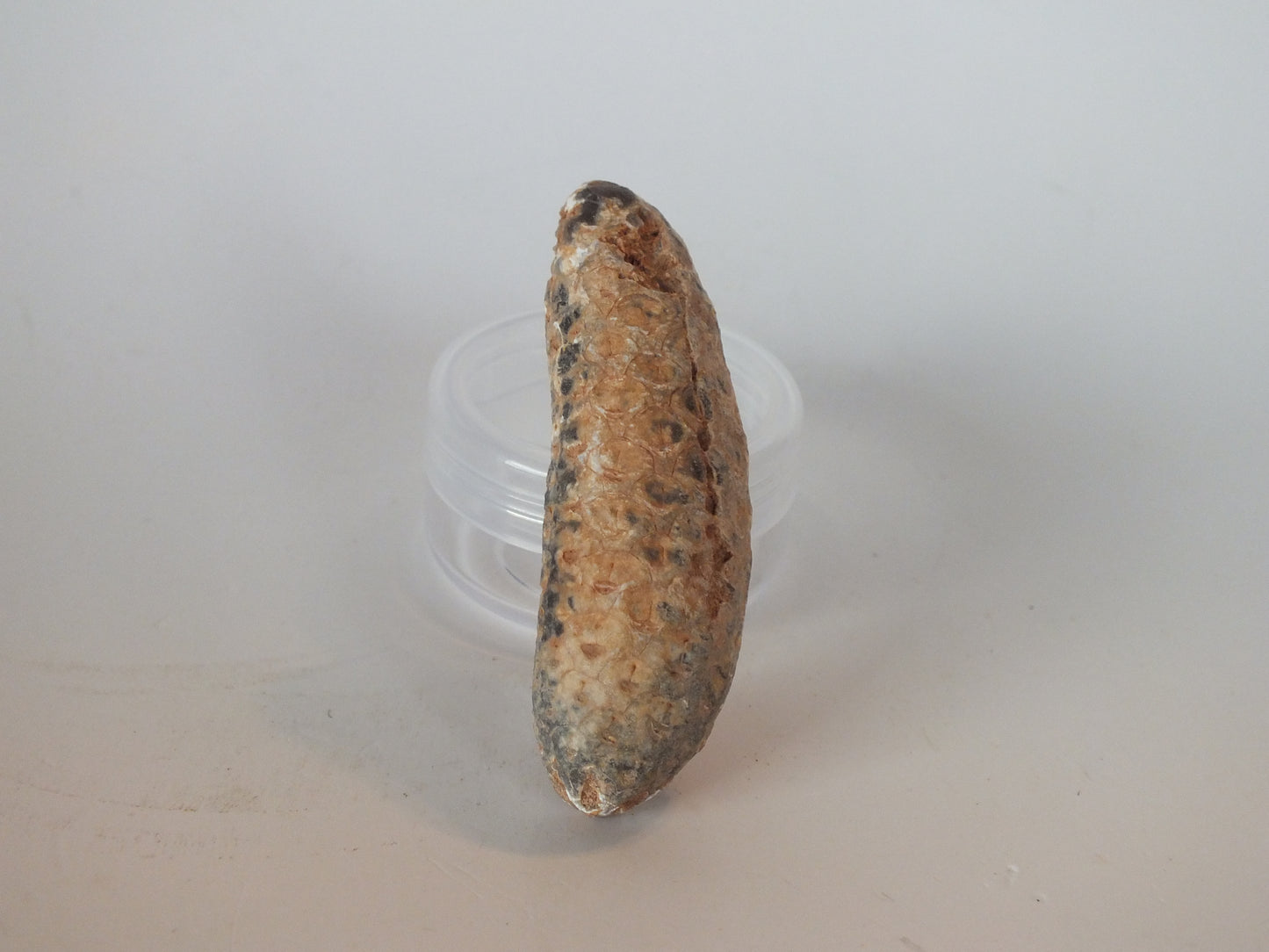 2.34" Fossil Pine Cone (Morocco)