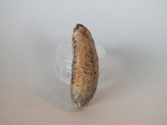 2.34" Fossil Pine Cone (Morocco)