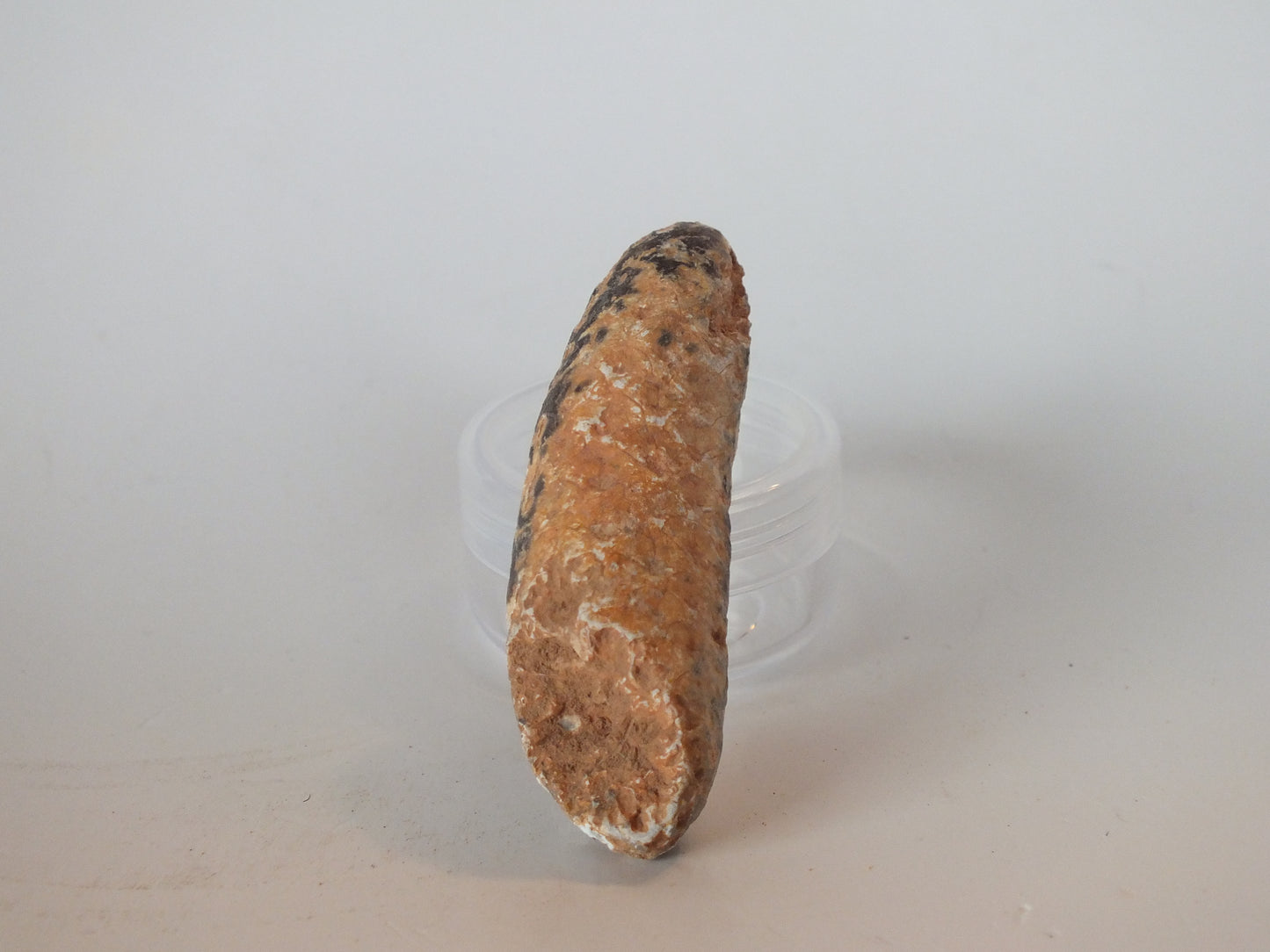 2.34" Fossil Pine Cone (Morocco)