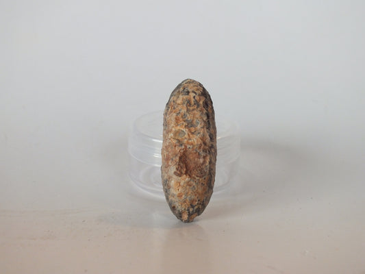 1.74" Fossil Pine Cone (Morocco)