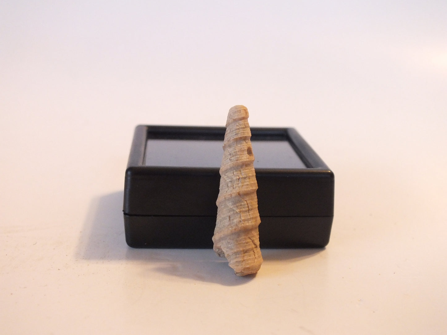 1.25" Turritella Fossil (Pakistan)