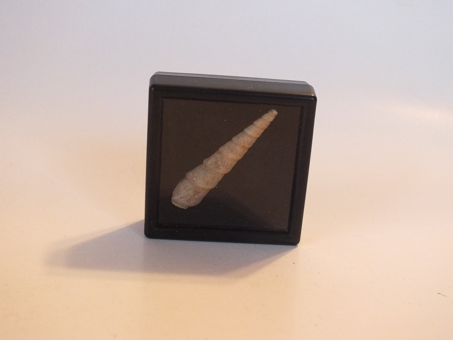 1.4" Turritella Fossil (Pakistan)