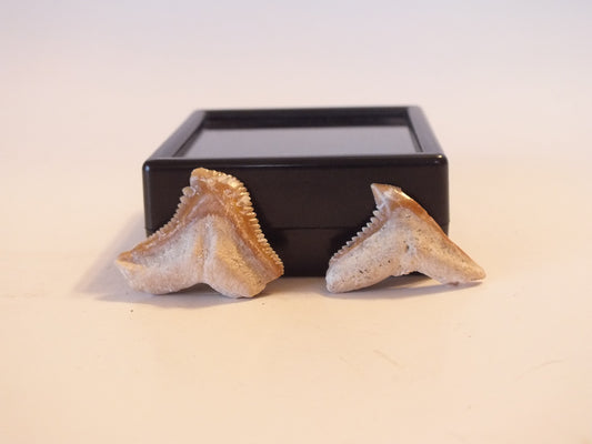 Pair of Extinct Tiger Shark (Morocco)