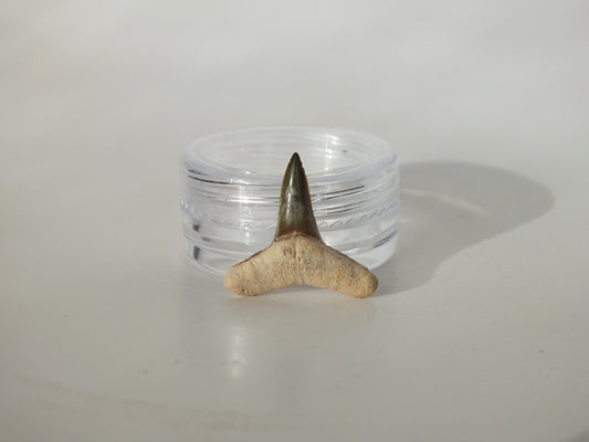 0.76" Fossil Lemon Shark Tooth (Bone Valley)