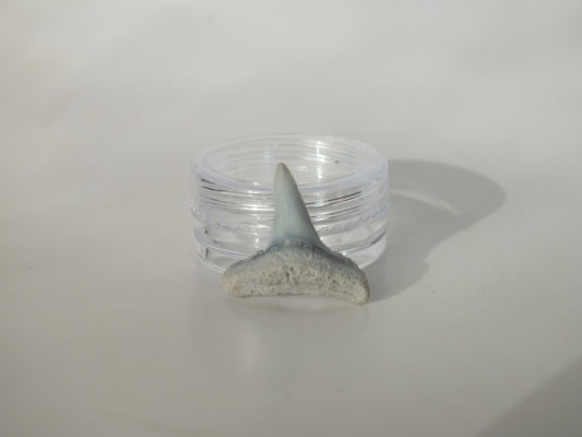 0.88" Fossil Lemon Shark Tooth (Bone Valley)