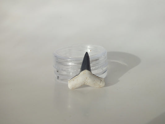 0.79" Fossil Lemon Shark Tooth (Bone Valley)