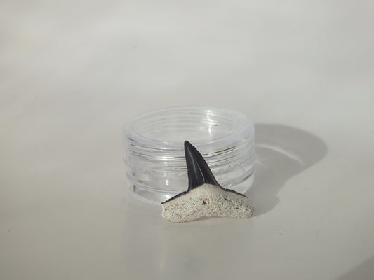 0.79" Fossil Lemon Shark Tooth (Bone Valley)