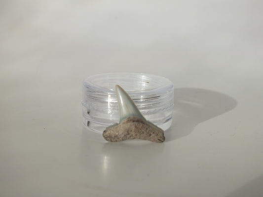 0.84" Fossil Lemon Shark Tooth (Bone Valley)