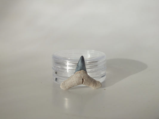 0.75" Fossil Lemon Shark Tooth (Bone Valley)