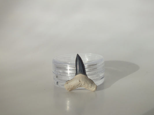 0.82" Fossil Lemon Shark Tooth (Bone Valley)
